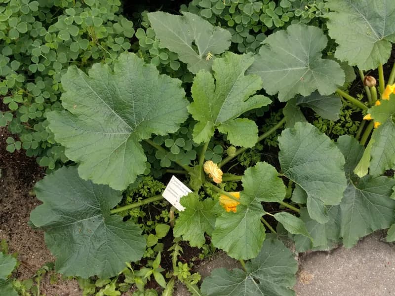 Acorn Squash (Cucurbita pepo)