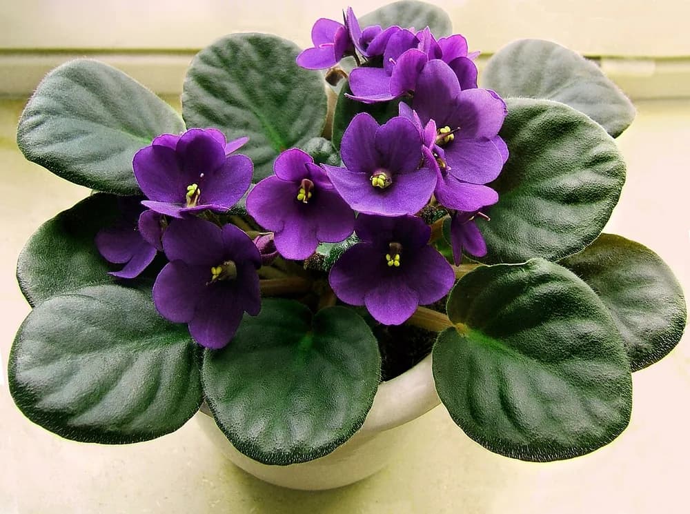 African Violet (Saintpaulia spp.)