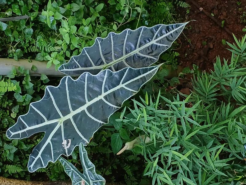 Alocasia (Alocasia spp.)