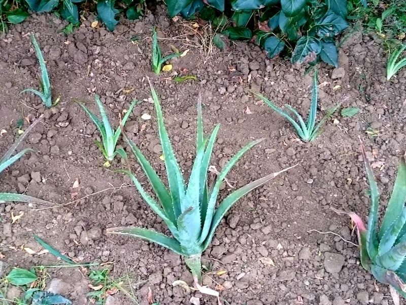 Aloe (Aloe vera)