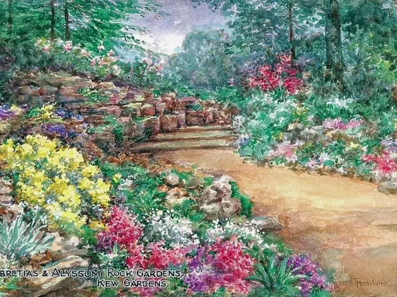 Alyssum (Alyssum spp.)