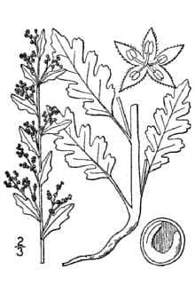 Ambrosia Mexicana (Chenopodium botrys)