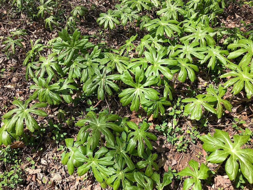 American Mandrake (Podophyllum peltatum)