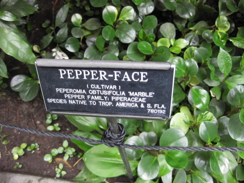American Rubber Plant (Peperomia obtusifolia)