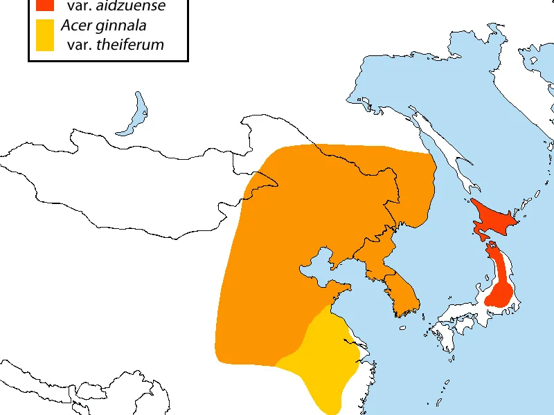 Amur Maple (Acer ginnala)