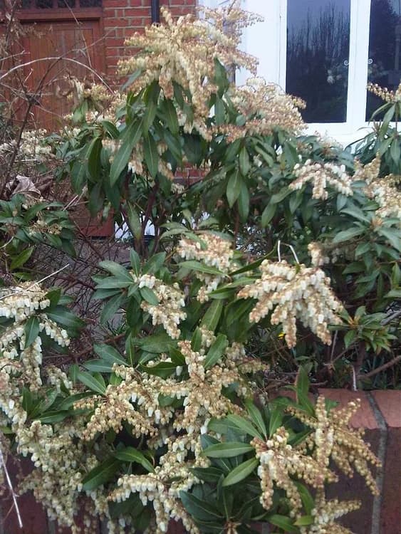 Andromeda Japonica (Pieris japonica)