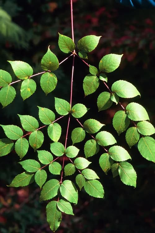 Angelica Tree (Aralia spinosa)