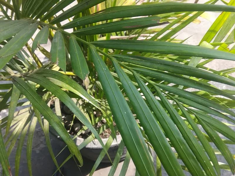Areca Palm (Dypsis lutescens)