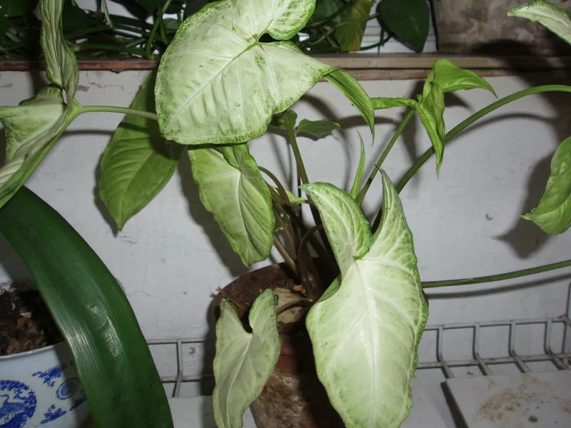 Arrow-Head Vine (Syngonium podophyllum)