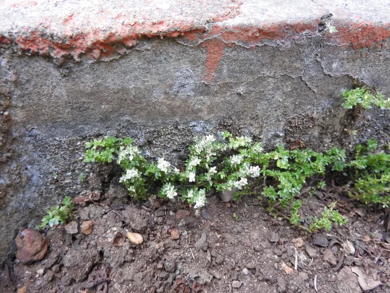 Artillery Plant (Pilea microphylla)