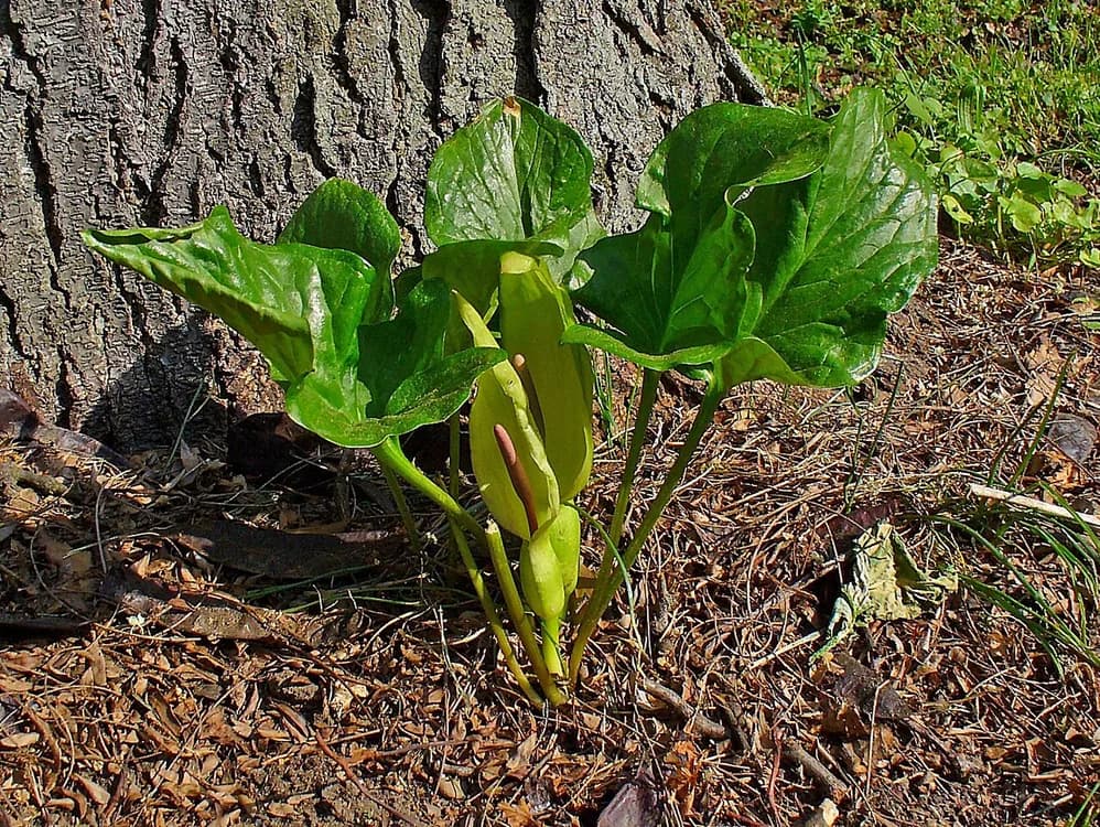 Arum (Arum maculatum)