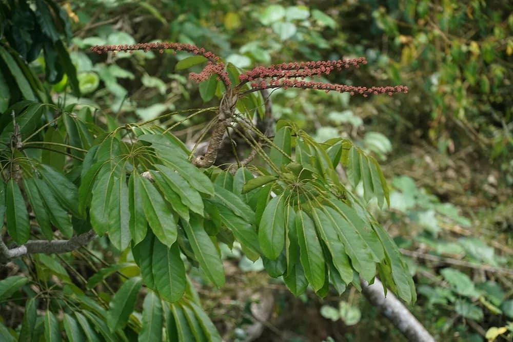 Australian Ivy Palm (Brassaia actinophylla)