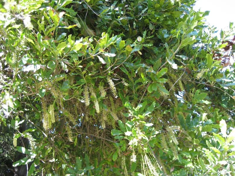 Australian Nut (Macadamia integrifolia)