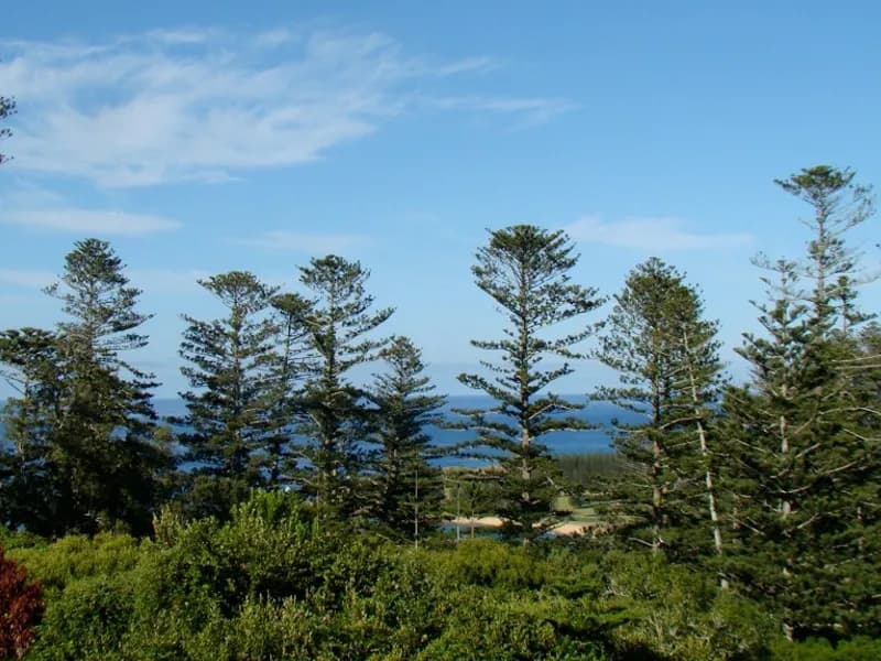 Australian Pine (Araucaria heterophylla)