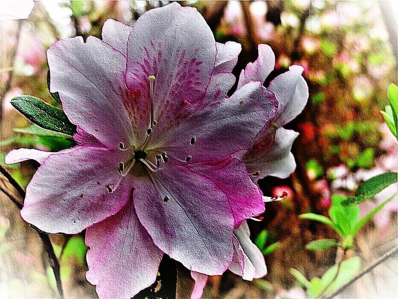 Azalea (Rhododendron spp)