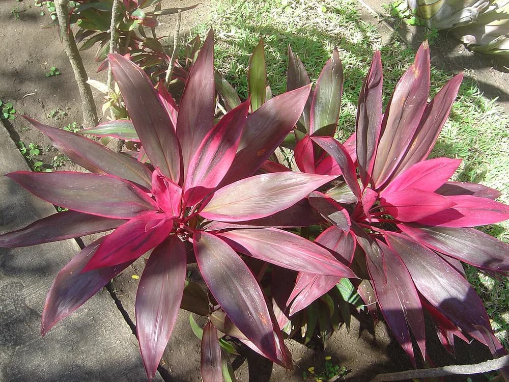 Baby Doll Ti Plant (Cordyline terminalis)