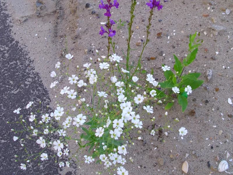 Baby's Breath (Gypsophila elegans)
