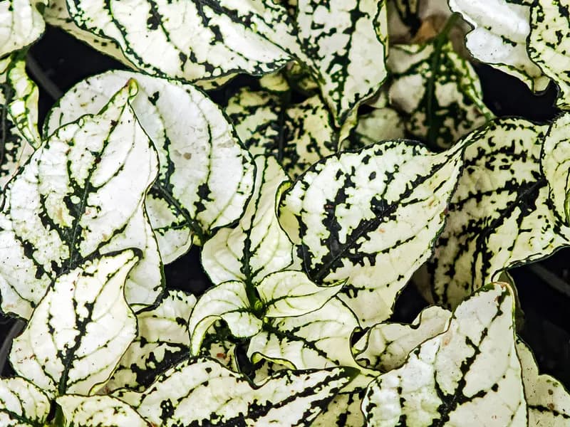 Baby's Tears (Hypoestes phyllostachya)