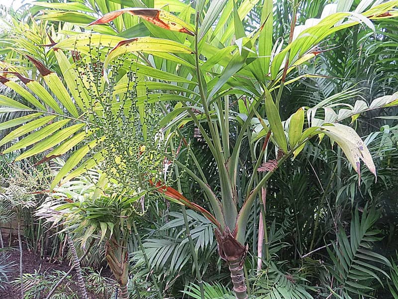 Bamboo Palm (Chamaedorea elegans)
