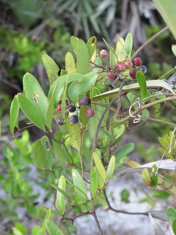 Bamboo Vine (Smilax laurifolia)