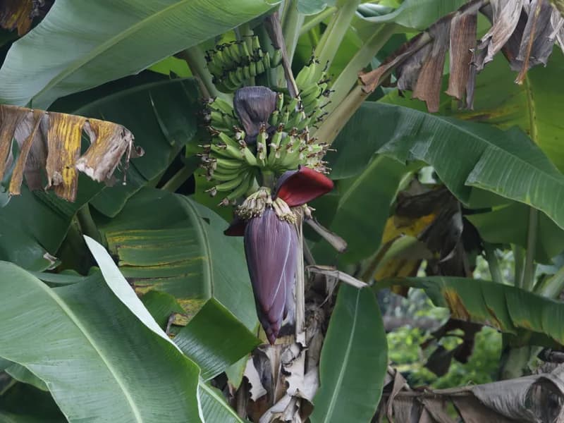 Banana (Musa acuminata)