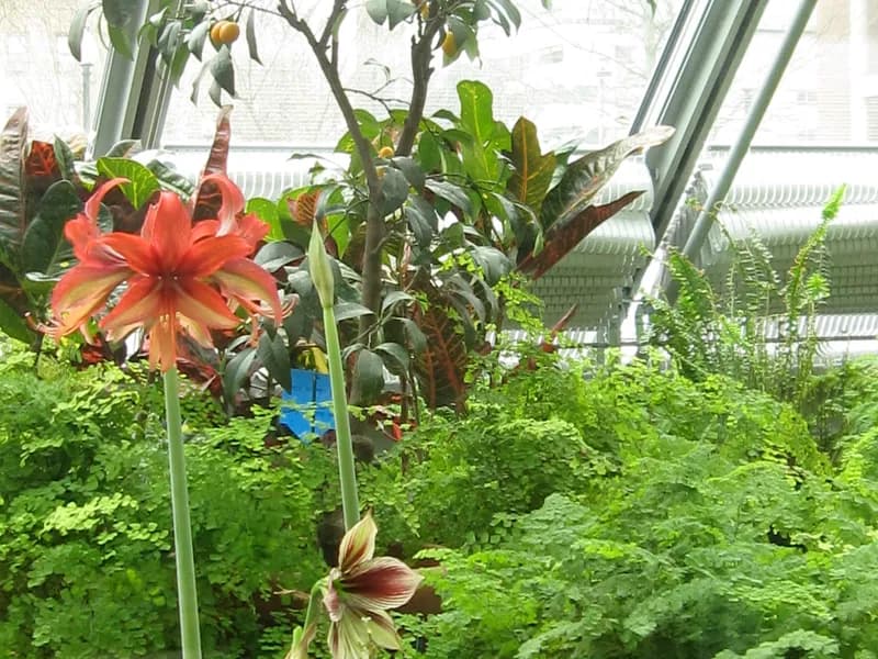 Barbados Lily (Hippeastrum spp.)