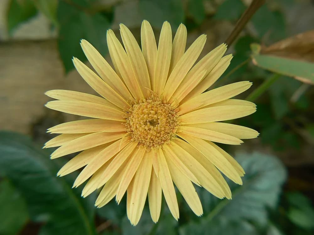 Barberton Daisy (Gerbera jamesonii)