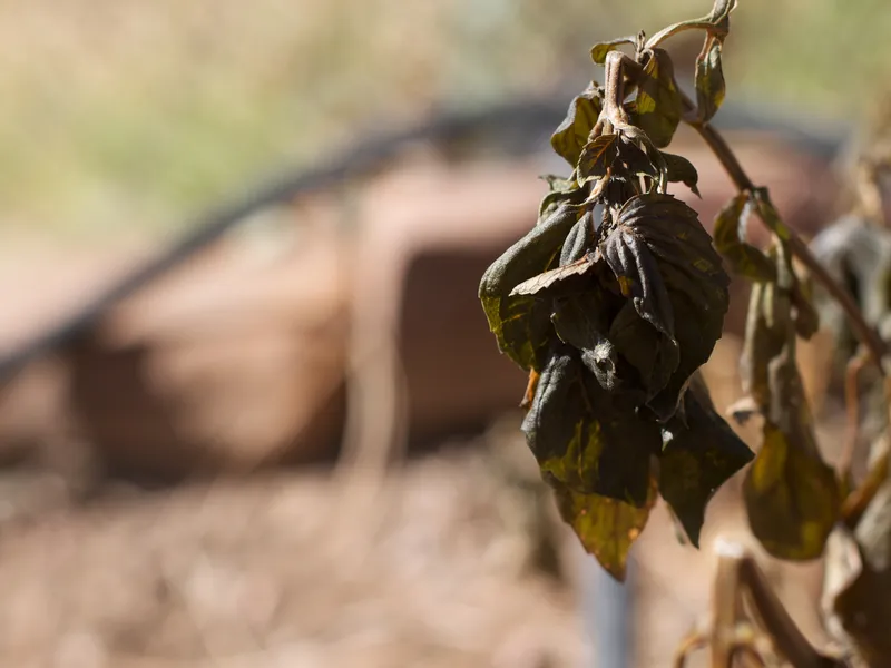 Basil (Ocimum basilicum)