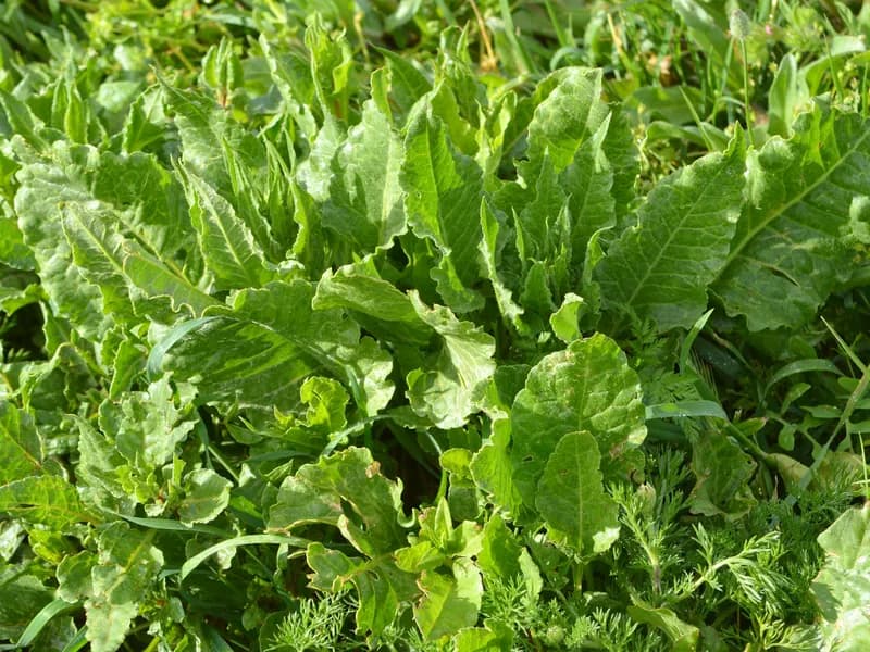 Beets (Beta vulgaris)