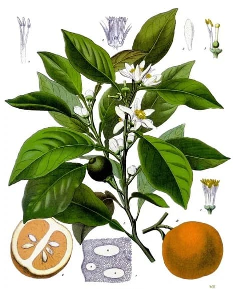 Bergamot Orange (Citrus Aurantium)