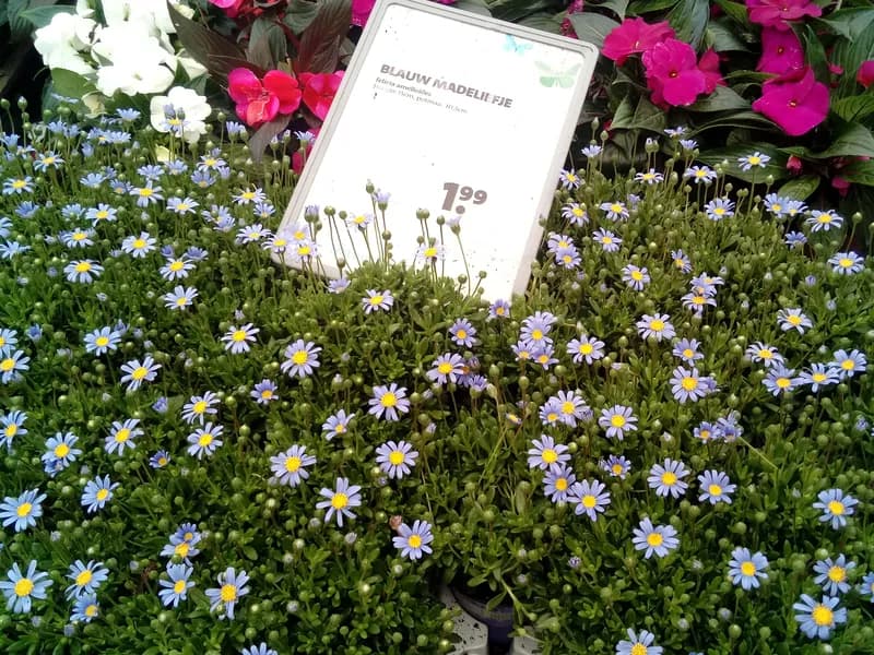 Blue Daisy (Felicia amelloides)