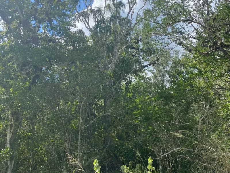 Bottle Palm (Beaucarnea recurvata)