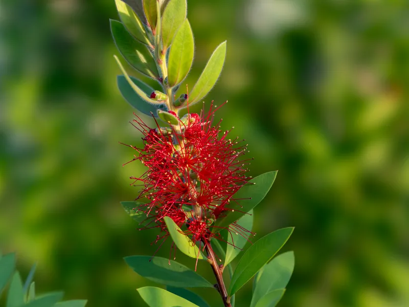 Bottlebrush (Callistemon species)