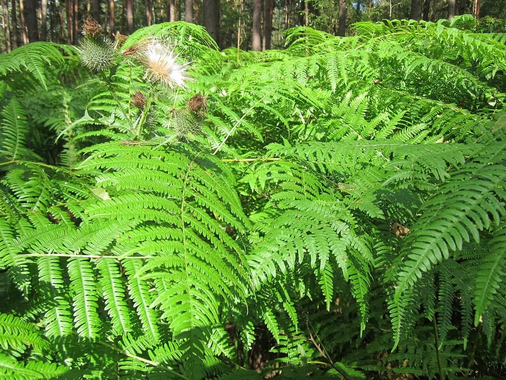 Bracken Fern (Pteridium aquilinum)