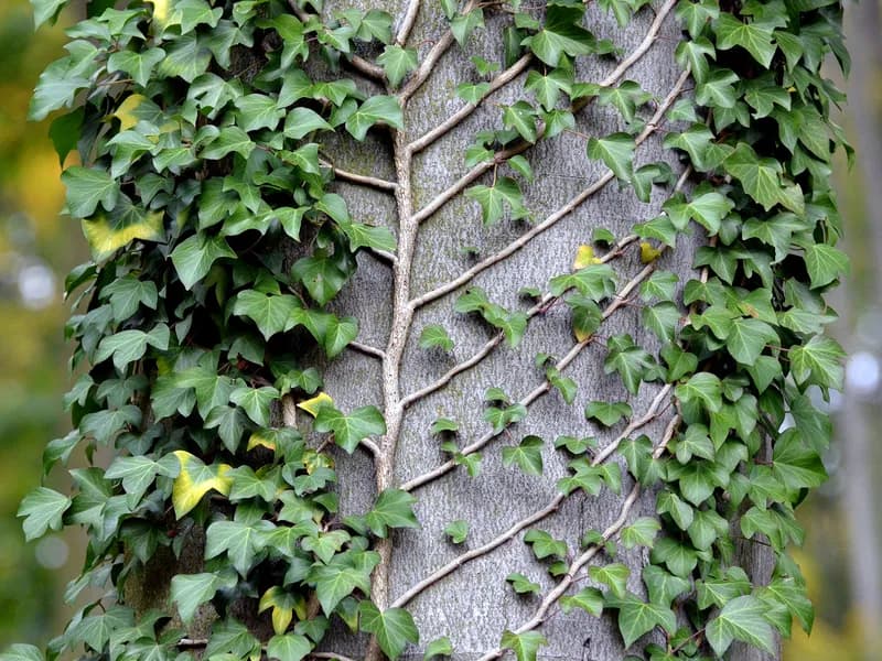 Branching Ivy (Hedera helix)