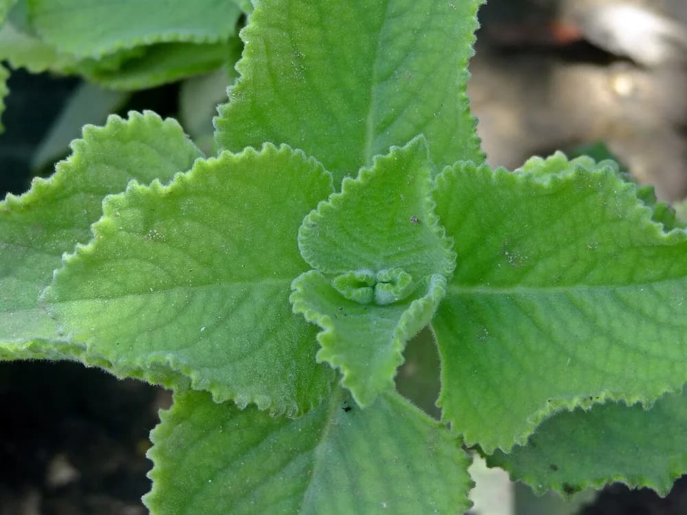Bread and Butter Plant (Coleus ampoinicus)