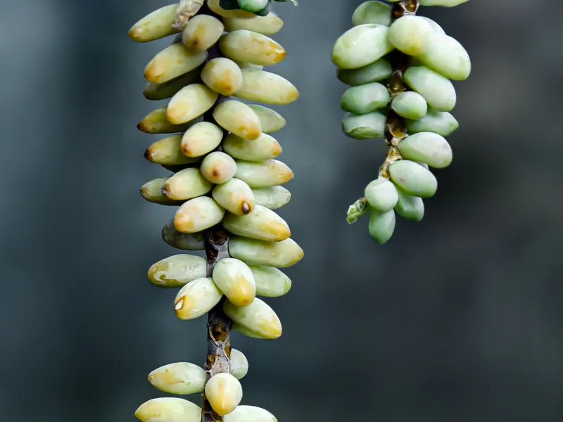 Burro's Tail (Sedum morganianum)