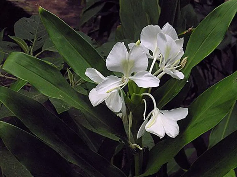 Butterfly Ginger (Hedychium coronarium)