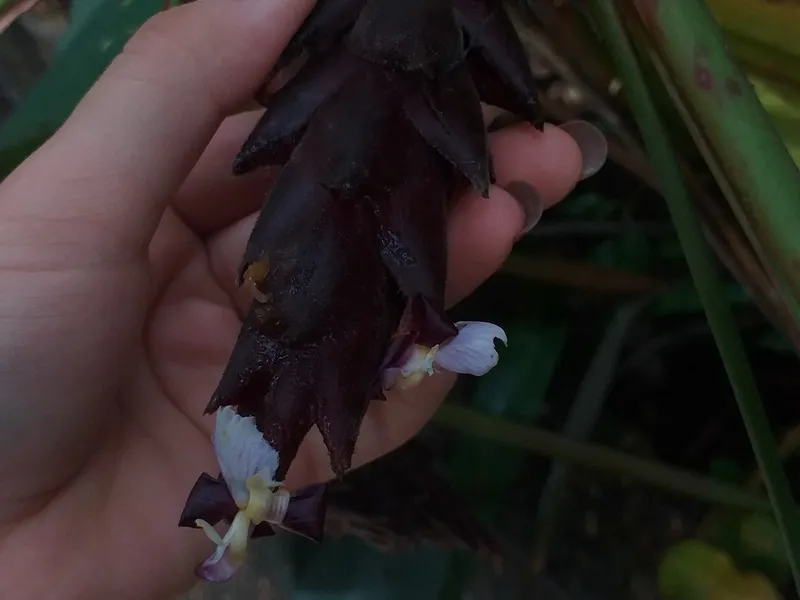 Calathea (Calathea spp.)