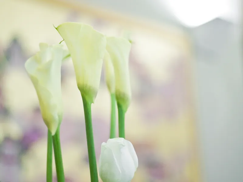 Calla Lily (Zantedeschia aethiopica)