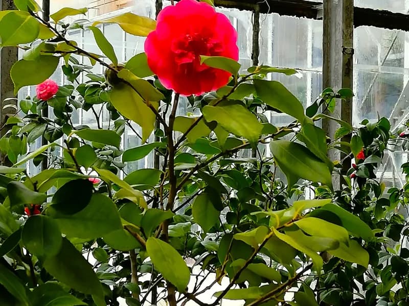 Camellia (Camellia japonica)