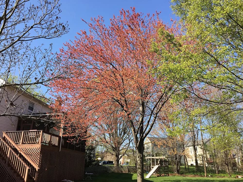 Carolina Maple (Acer rubrum)