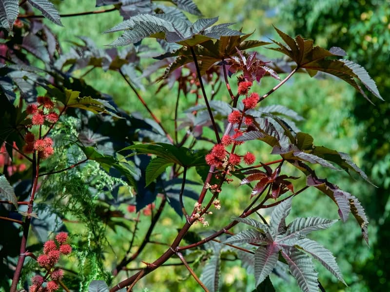 Castor Bean Plant (Ricinus communis)