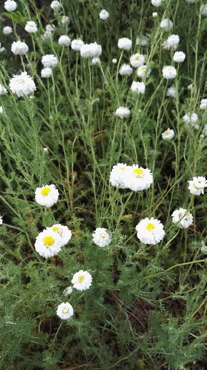 Chamomile (Anthemis nobilis)