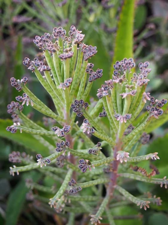 Chandelier Plant (Kalanchoe tubiflora)
