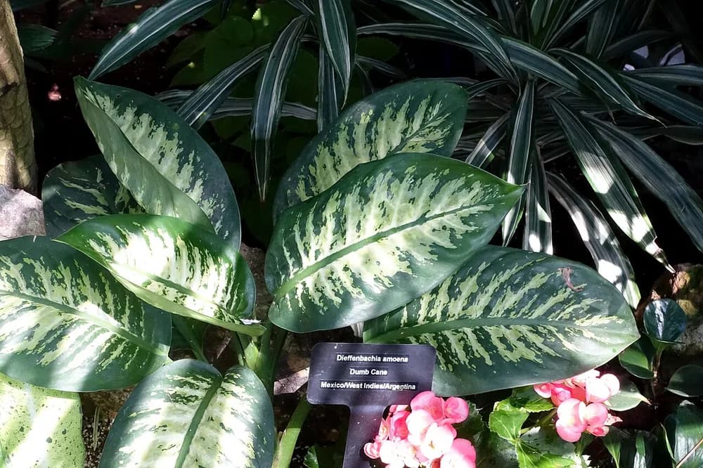 Charming Dieffenbachia (Dieffenbachia amoena)