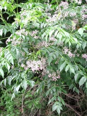 Chinaberry Tree (Melia azedarach)