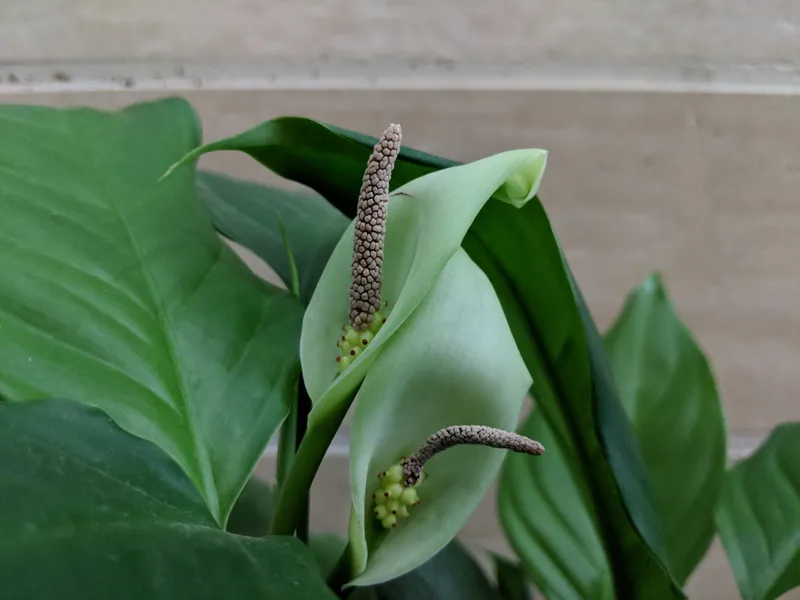 Chinese Evergreen (Aglaonema modestum)