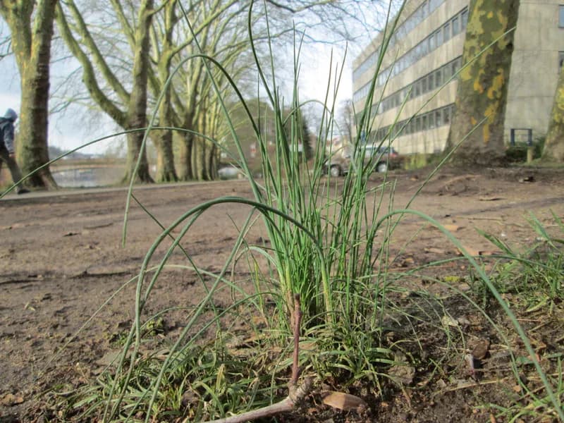 Chives (Allium schoenoprasum)