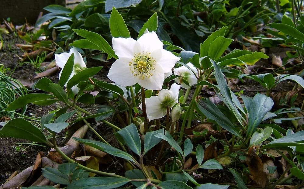 Christmas Rose (Helleborus niger)